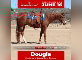 American Quarter Horse, Gelding, 4 years, 15,3 hh, Sorrel