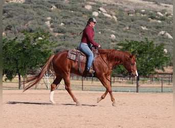 American Quarter Horse, Gelding, 4 years, 15,3 hh, Sorrel