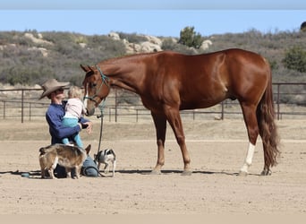 American Quarter Horse, Gelding, 4 years, 15,3 hh, Sorrel