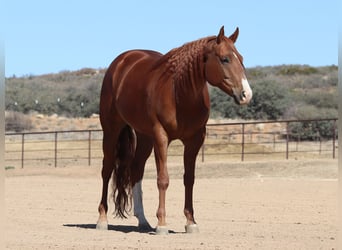 American Quarter Horse, Gelding, 4 years, 15,3 hh, Sorrel