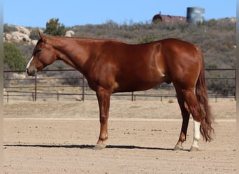 American Quarter Horse, Gelding, 4 years, 15,3 hh, Sorrel