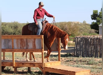 American Quarter Horse, Gelding, 4 years, 15,3 hh, Sorrel
