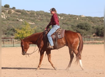 American Quarter Horse, Gelding, 4 years, 15,3 hh, Sorrel