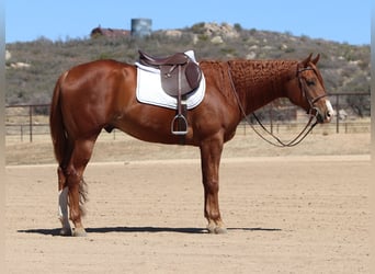 American Quarter Horse, Gelding, 4 years, 15,3 hh, Sorrel