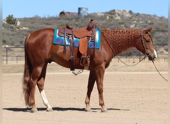 American Quarter Horse, Gelding, 4 years, 15,3 hh, Sorrel