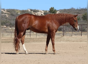 American Quarter Horse, Gelding, 4 years, 15,3 hh, Sorrel