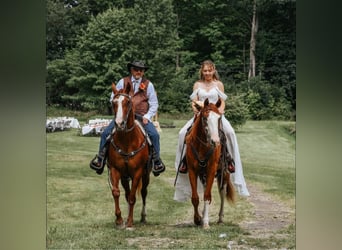 American Quarter Horse, Gelding, 4 years, 15,3 hh, Sorrel