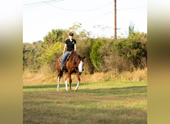 American Quarter Horse, Gelding, 4 years, 15,3 hh, Sorrel