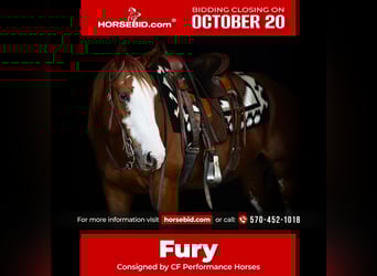 American Quarter Horse, Gelding, 4 years, 15,3 hh, Sorrel