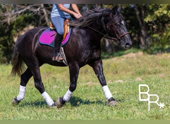 American Quarter Horse, Gelding, 4 years, 16,1 hh, Black