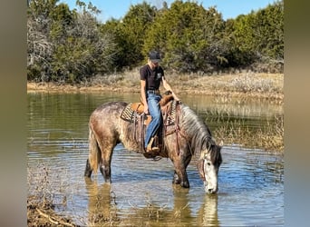 American Quarter Horse, Gelding, 4 years, 16,1 hh, Gray-Dapple