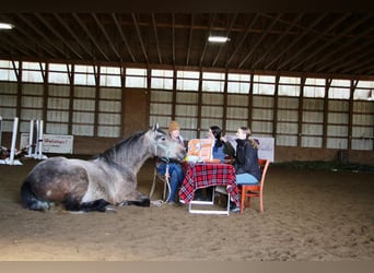 American Quarter Horse, Gelding, 4 years, 16.2 hh, Gray-Red-Tan