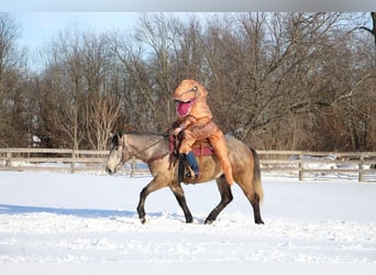 American Quarter Horse, Gelding, 4 years, 16.2 hh, Gray-Red-Tan