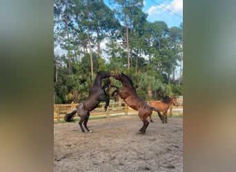 American Quarter Horse, Gelding, 4 years, 16 hh, Bay
