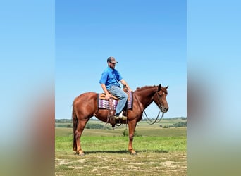 American Quarter Horse, Gelding, 4 years, 16 hh, Chestnut