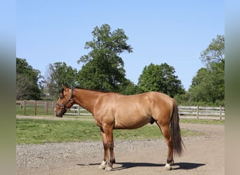 American Quarter Horse, Gelding, 4 years, 16 hh, Dun