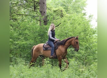 American Quarter Horse, Gelding, 4 years, 16 hh, Dun