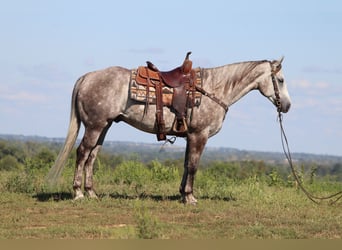 American Quarter Horse, Gelding, 4 years, 16 hh, Gray-Dapple