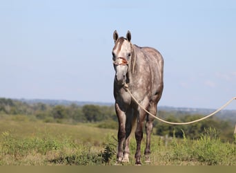 American Quarter Horse, Gelding, 4 years, 16 hh, Gray-Dapple