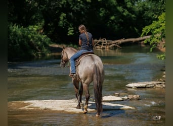 American Quarter Horse, Gelding, 4 years, 16 hh, Grullo