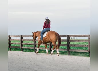 American Quarter Horse, Gelding, 4 years, 16 hh, Red Dun