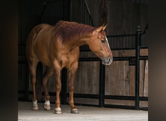 American Quarter Horse, Gelding, 4 years, 16 hh, Red Dun
