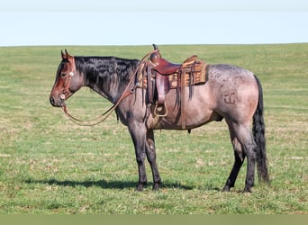 American Quarter Horse, Gelding, 4 years, 16 hh, Roan-Bay