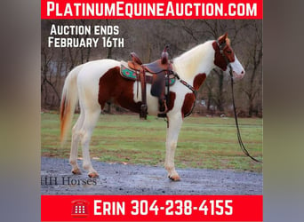 American Quarter Horse, Gelding, 4 years, 16 hh, Tobiano-all-colors