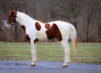 American Quarter Horse, Gelding, 4 years, 16 hh, Tobiano-all-colors