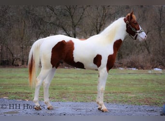 American Quarter Horse, Gelding, 4 years, 16 hh, Tobiano-all-colors