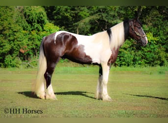 American Quarter Horse, Gelding, 4 years, 16 hh, Tobiano-all-colors