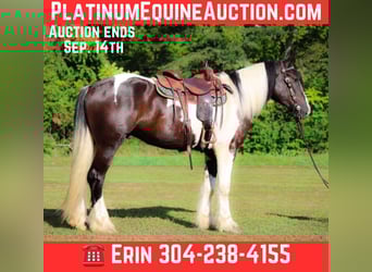 American Quarter Horse, Gelding, 4 years, 16 hh, Tobiano-all-colors