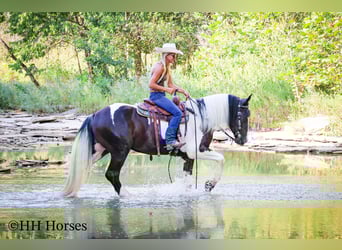 American Quarter Horse, Gelding, 4 years, 16 hh, Tobiano-all-colors