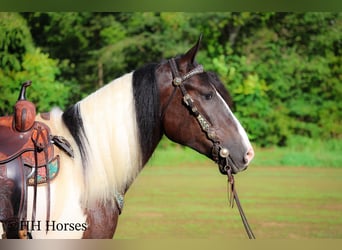 American Quarter Horse, Gelding, 4 years, 16 hh, Tobiano-all-colors