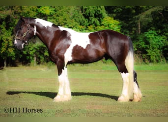American Quarter Horse, Gelding, 4 years, 16 hh, Tobiano-all-colors