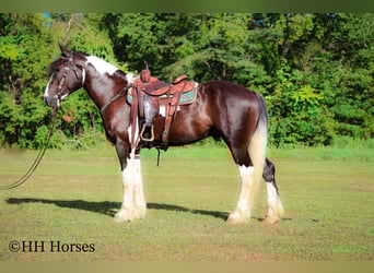 American Quarter Horse, Gelding, 4 years, 16 hh, Tobiano-all-colors