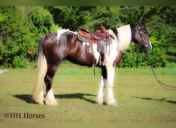 American Quarter Horse, Gelding, 4 years, 16 hh, Tobiano-all-colors