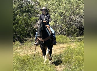 American Quarter Horse, Gelding, 4 years, 16 hh, Tobiano-all-colors