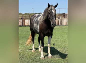 American Quarter Horse, Gelding, 4 years, 16 hh, Tobiano-all-colors