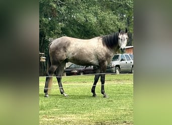 American Quarter Horse, Gelding, 4 years, 16,1 hh, Grey-Dapple