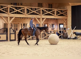 American Quarter Horse, Gelding, 4 years, Bay