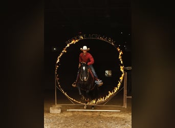 American Quarter Horse, Gelding, 4 years, Black