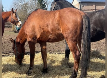 American Quarter Horse Mix, Gelding, 4 years, Brown