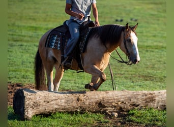 American Quarter Horse Mix, Gelding, 4 years, Buckskin