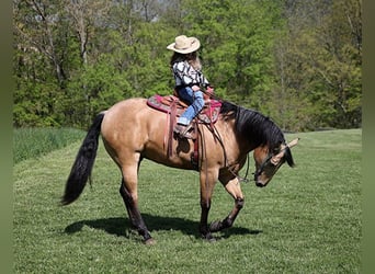 American Quarter Horse, Gelding, 4 years, Buckskin