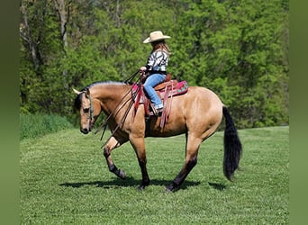 American Quarter Horse, Gelding, 4 years, Buckskin