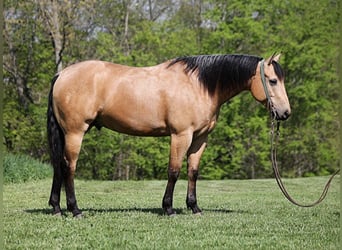 American Quarter Horse, Gelding, 4 years, Buckskin