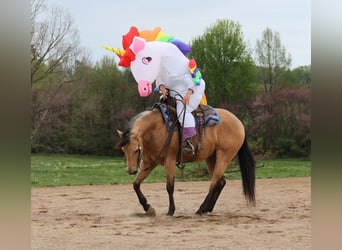 American Quarter Horse, Gelding, 4 years, Buckskin