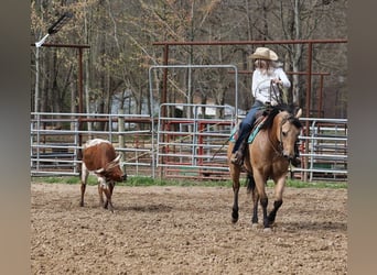 American Quarter Horse, Gelding, 4 years, Buckskin