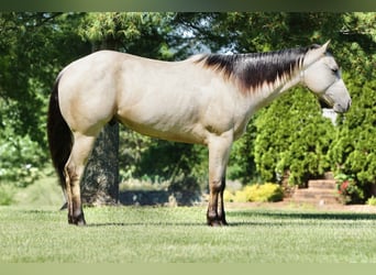 American Quarter Horse, Gelding, 4 years, Buckskin